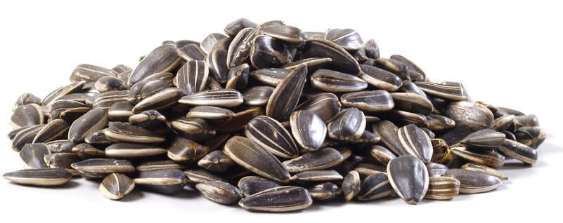 Giant Roasted Unsalted Sunflower Seeds in Shell 15lb